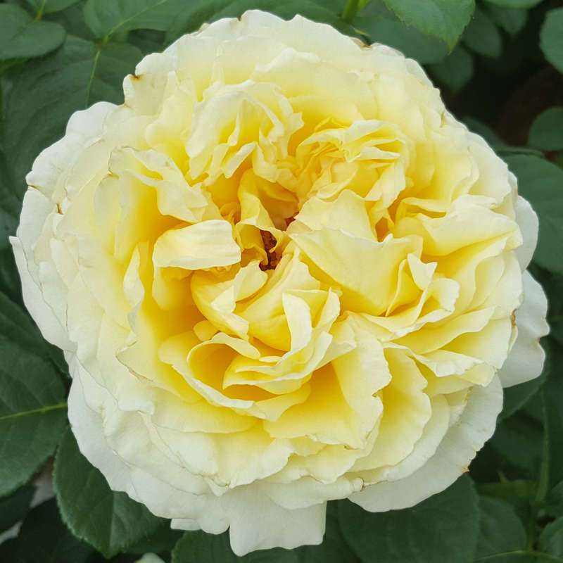 желтая роза Сирано де Бержерак (фото и описание)