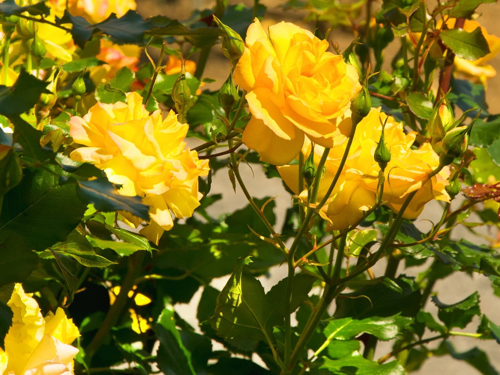 сорта желтых роз