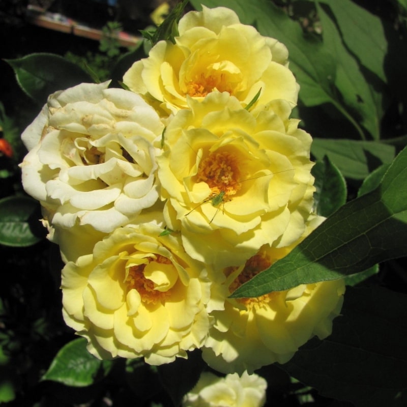 желтая рамблер-роза Sweet Dream Cream (фото и описание)