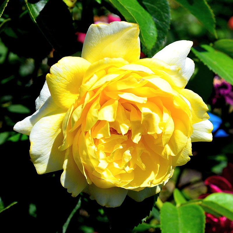 желтая кустовая роза Вероника Арнотт (описание с фото)
