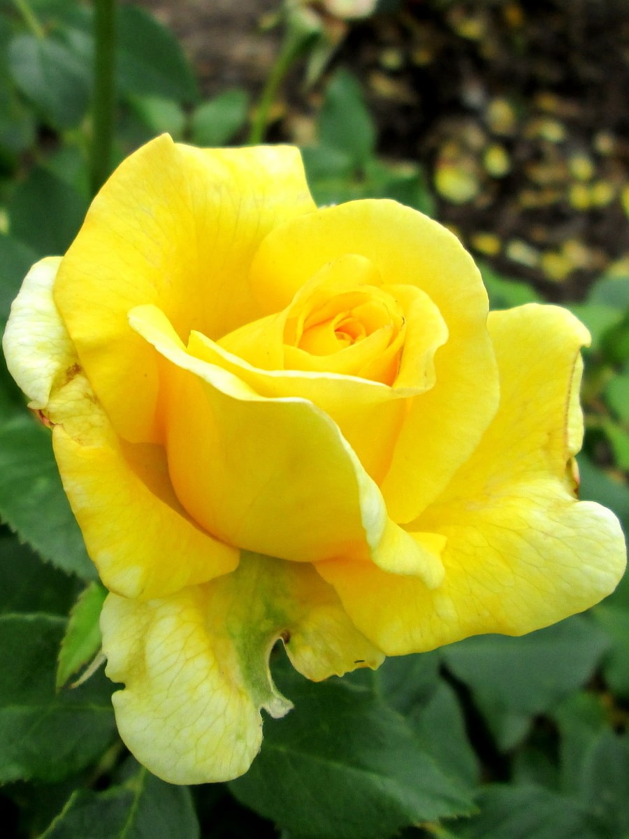 желтые розы: фото сортов