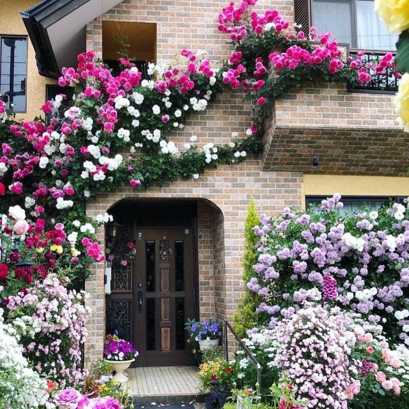 фото плетистых роз в саду