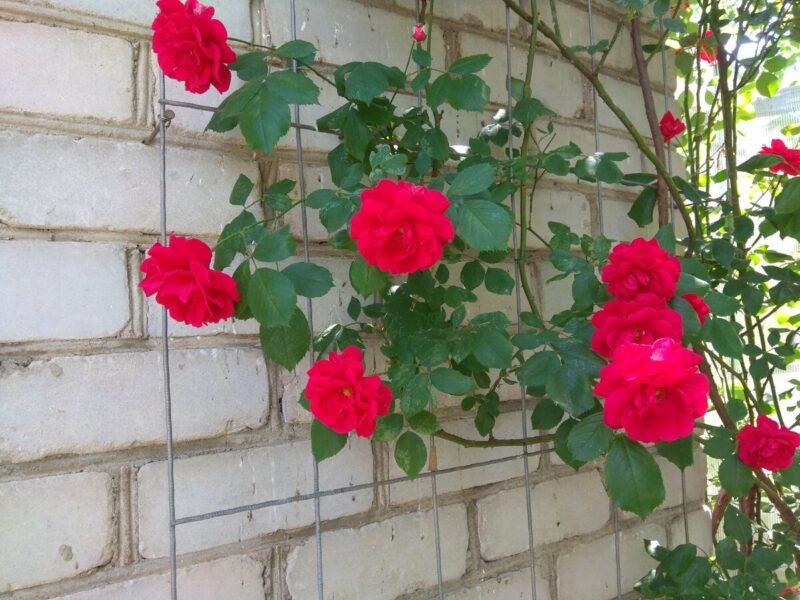 опора для плетистой розы у стены