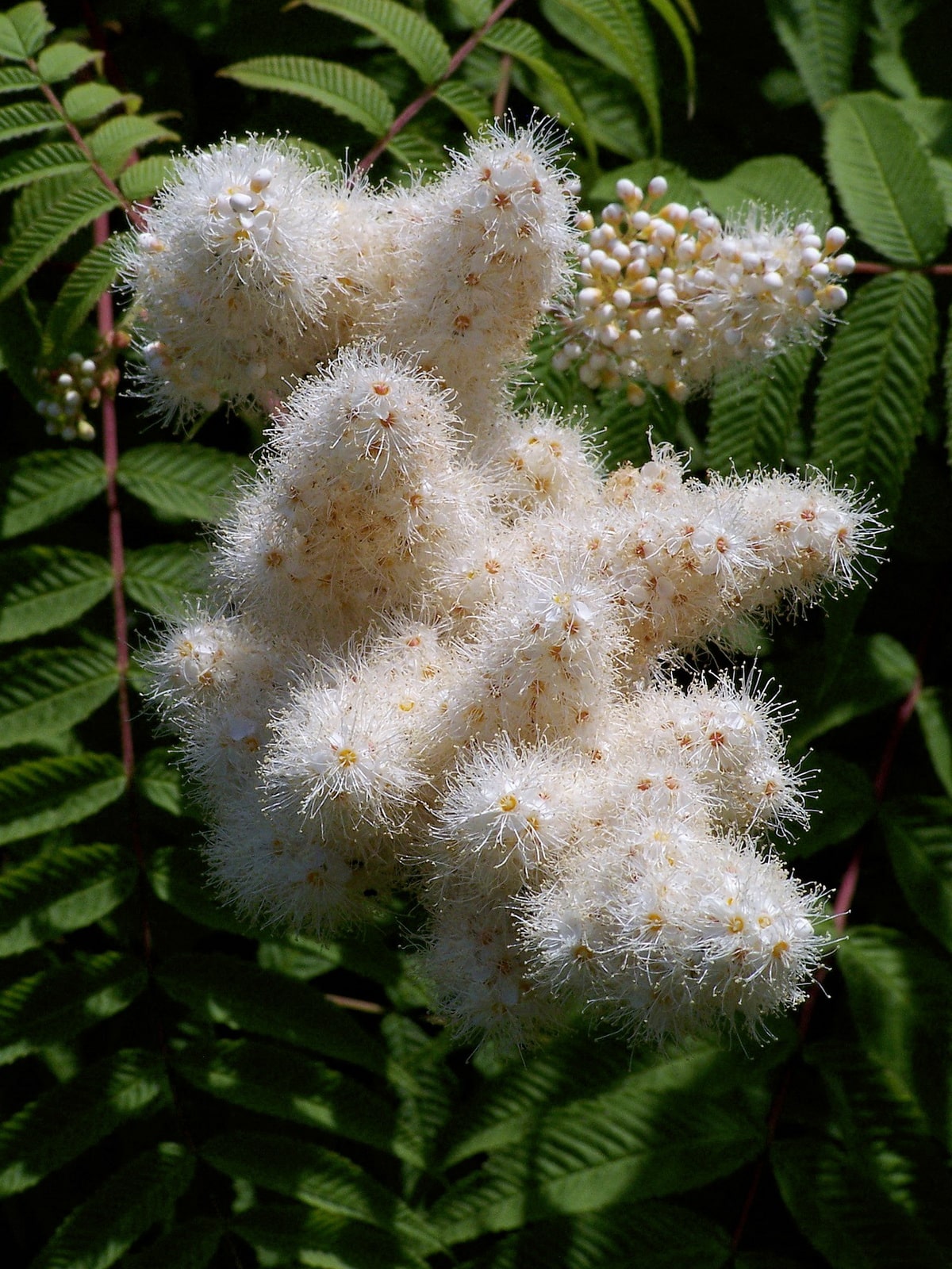 Рябинник рябинолистный (Sorbaria sorbifolia) - неприхотливый кустарник с роскошными соцветиями