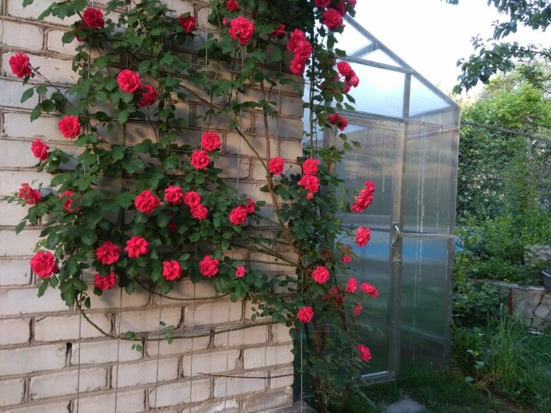 вьющаяся роза у стены