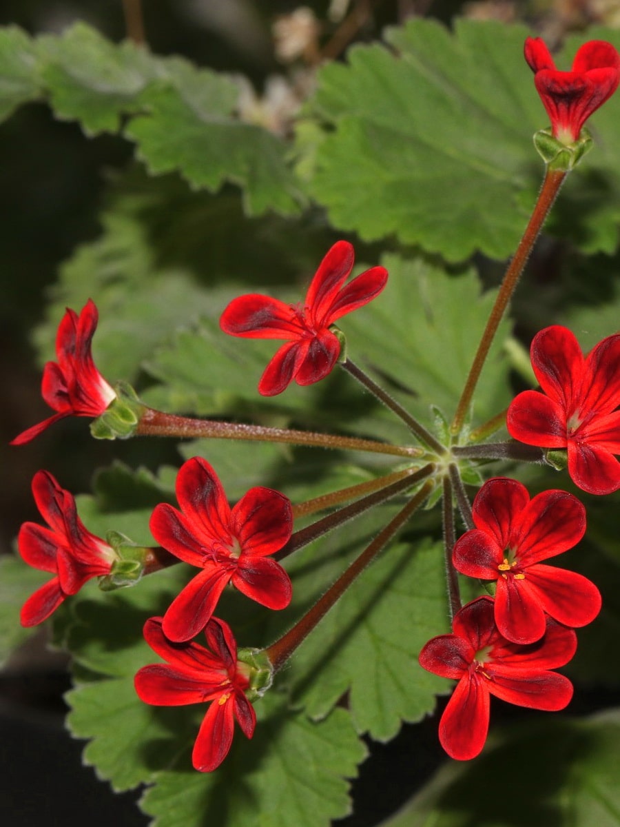 5 ампельных растений с красными цветами, которые могут стать изюминкой садового ландшафта