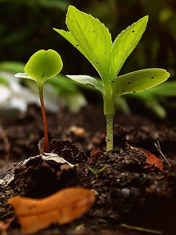 5 веских причин перейти на органические удобрения