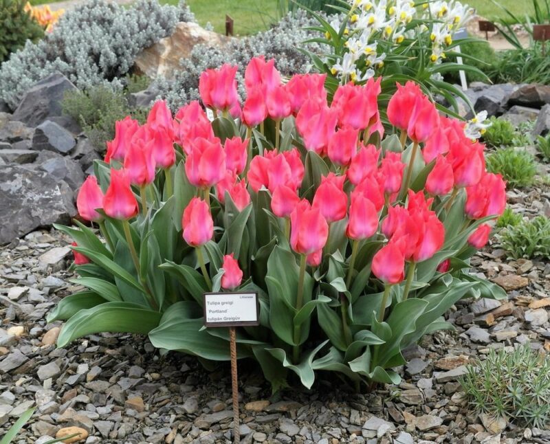 Ботанические тюльпаны Грейга