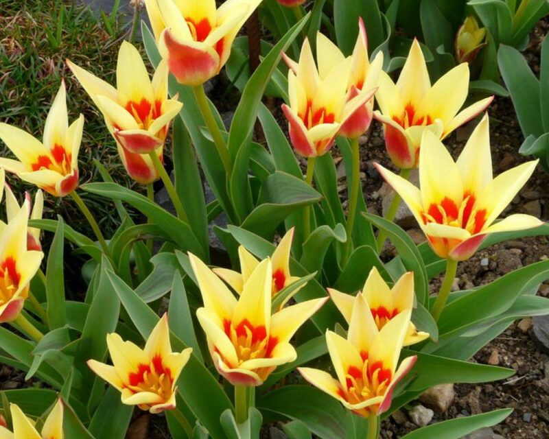 Ботанические тюльпаны Кауфмана