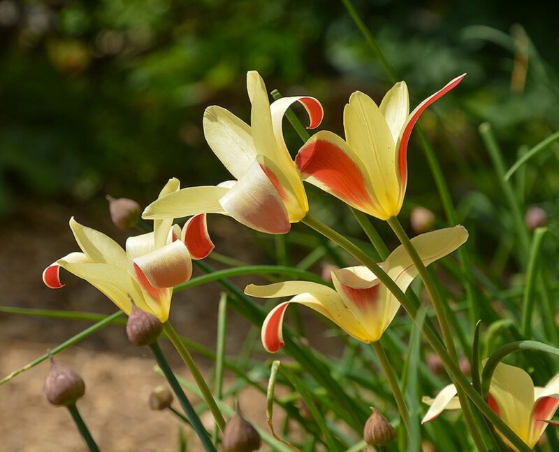 Ботанические тюльпаны Клузиуса