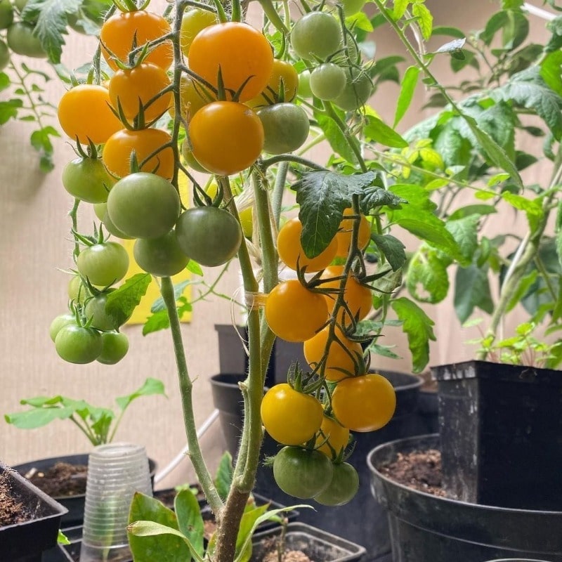 как улучшить рост рассады томатов
