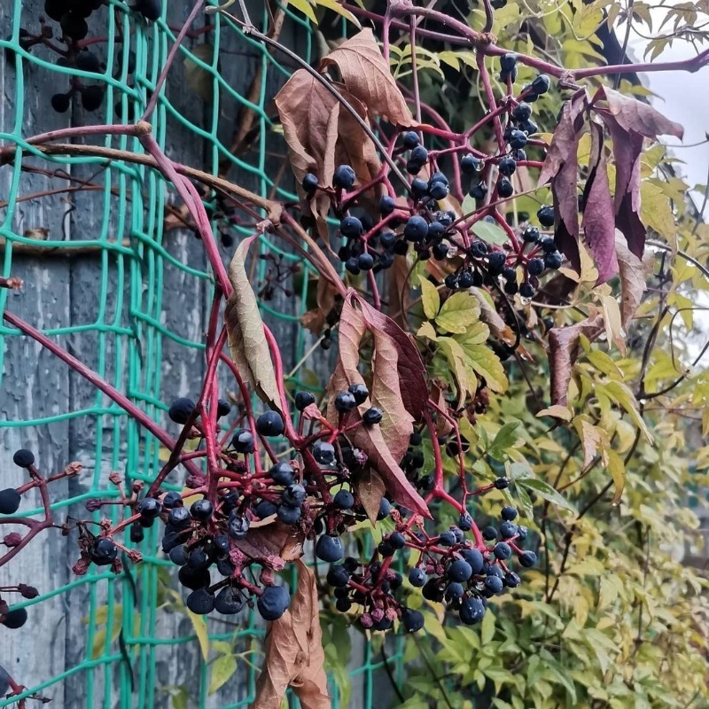 Дикий виноград росток фото