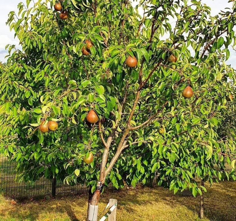 плодовые деревья для участка с высоким уровнем грунтовых вод
