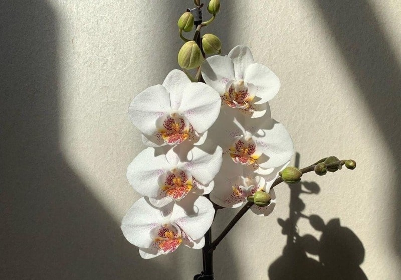чеснок полезен орхидее