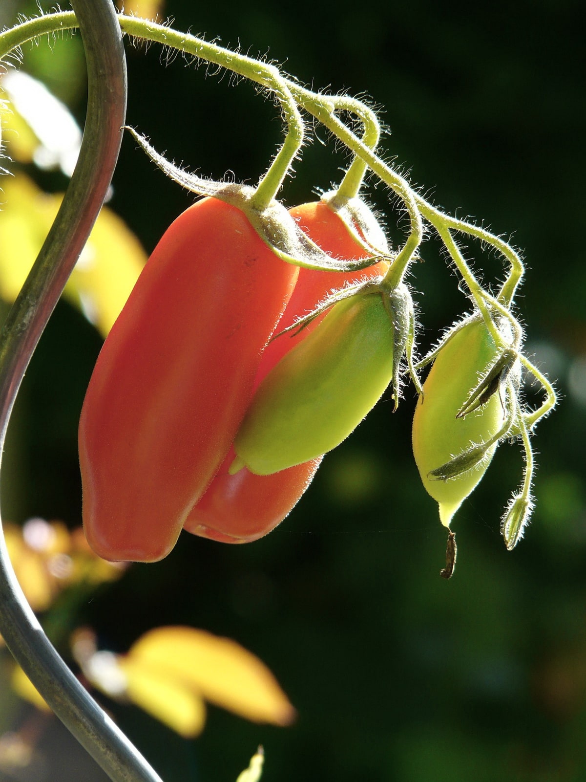 Сочные и вкусные томаты на грядке: как не испортить урожай досадными ошибками