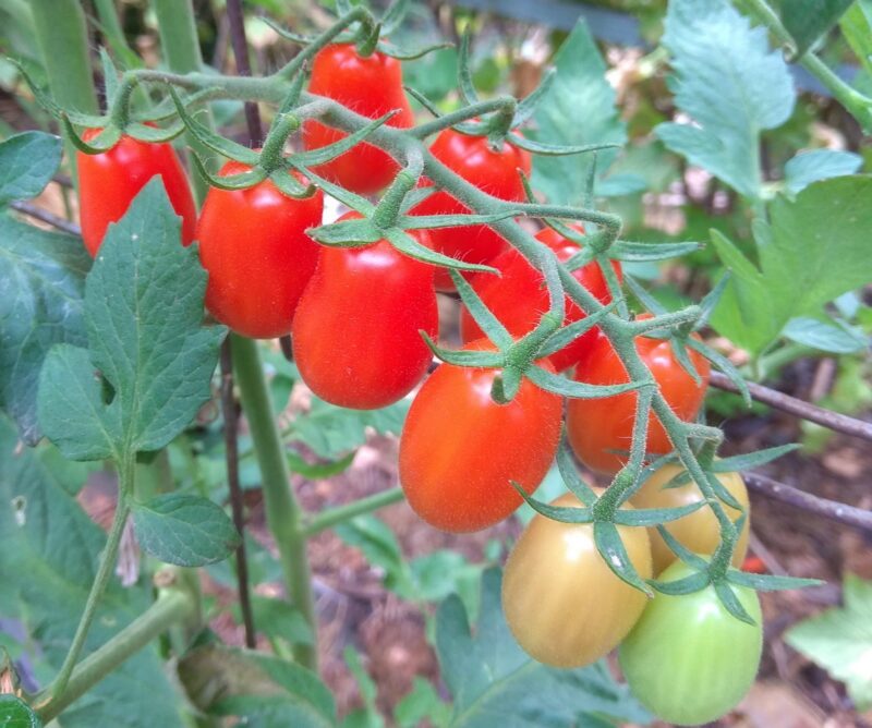 ошибки выращивания томатов