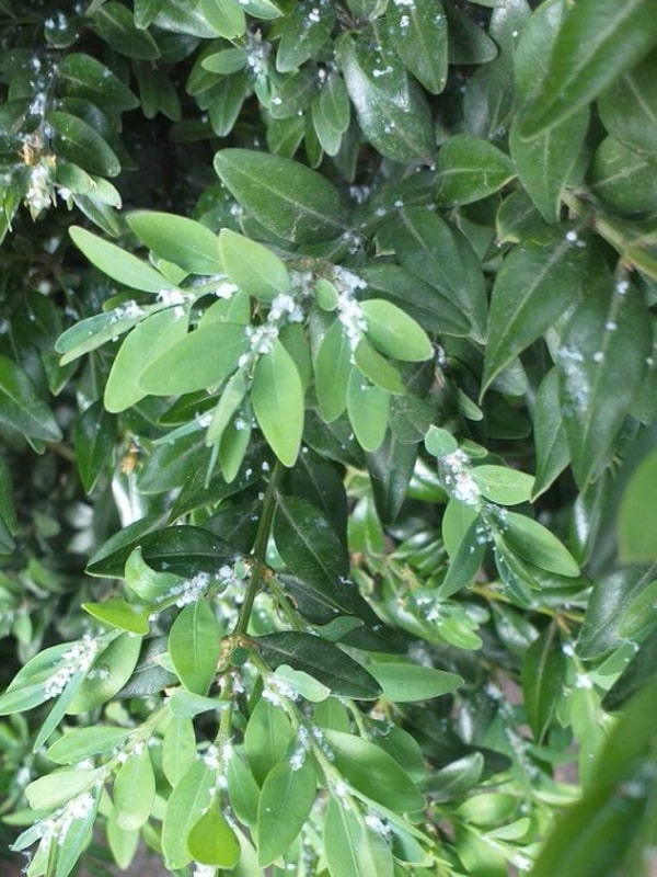 Белый пушок на самшите и липкие листья – признак заражения мучнистым червецом