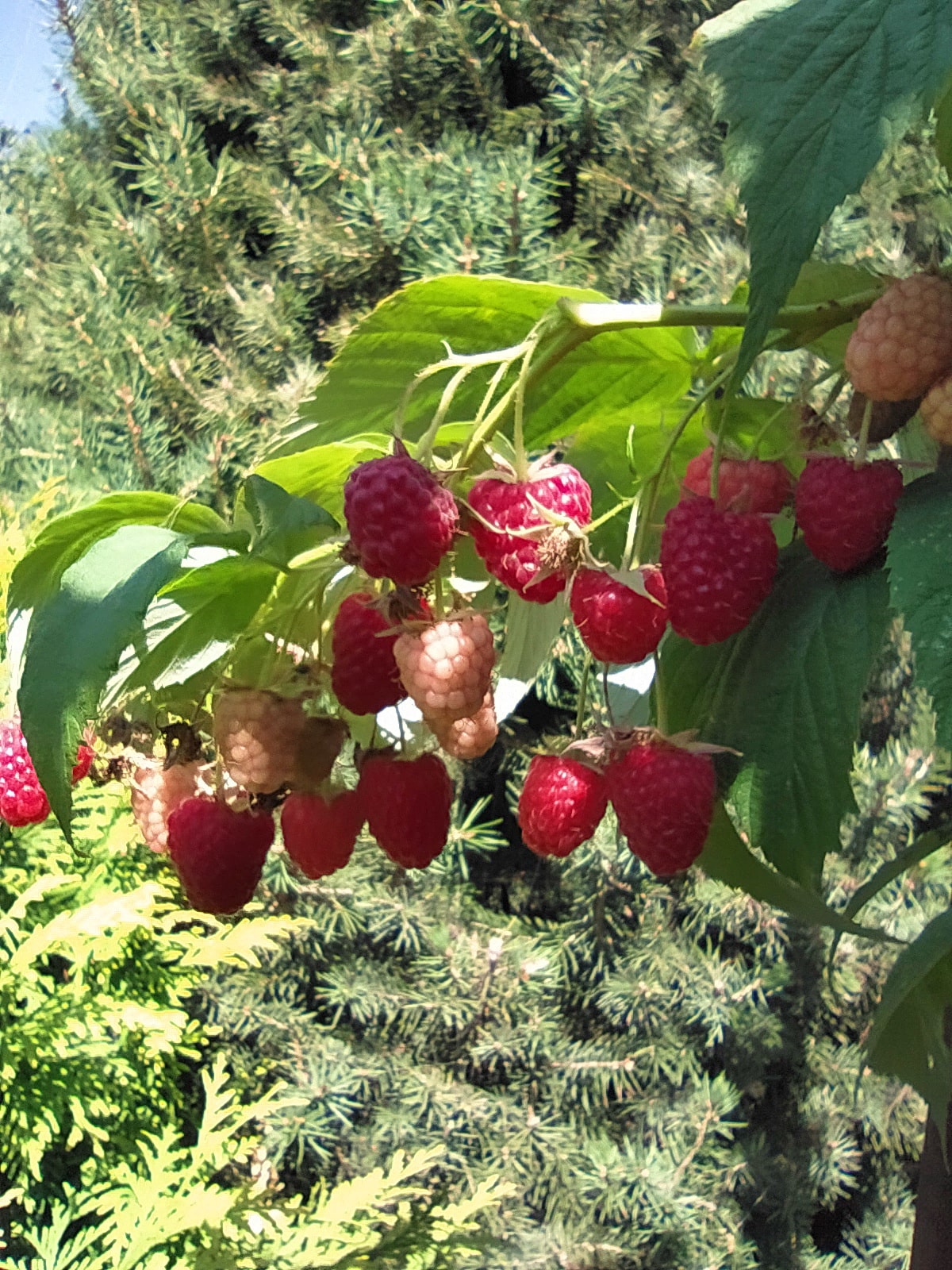 Уход за малиной летом: 5 секретов хорошего урожая от опытных садоводов