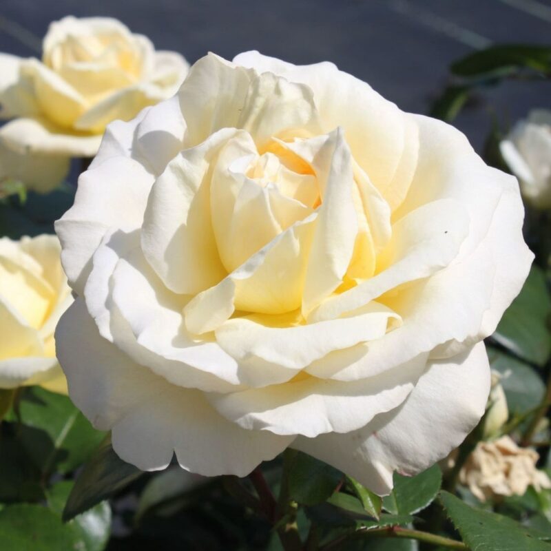 La Perla – сорт розы, устойчивый к ржавчине
