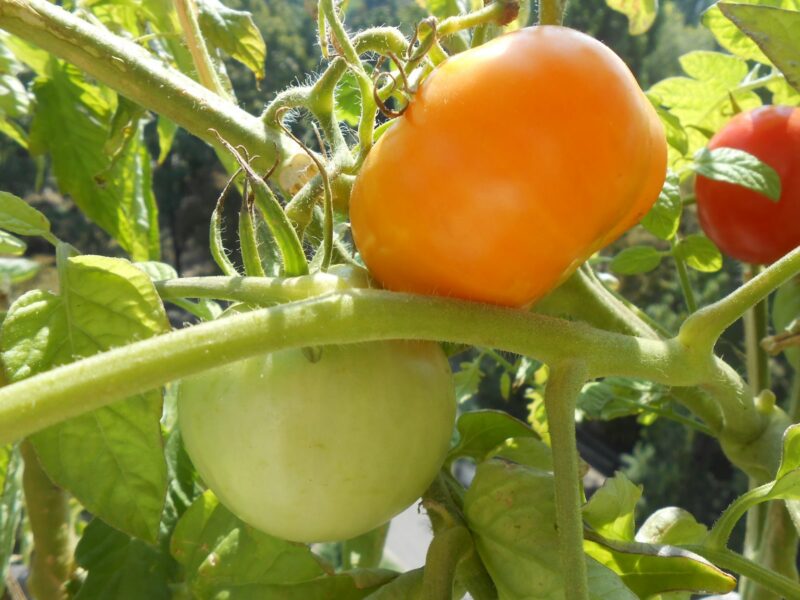 наливаются томаты в открытом грунте после подкормки из дрожжей