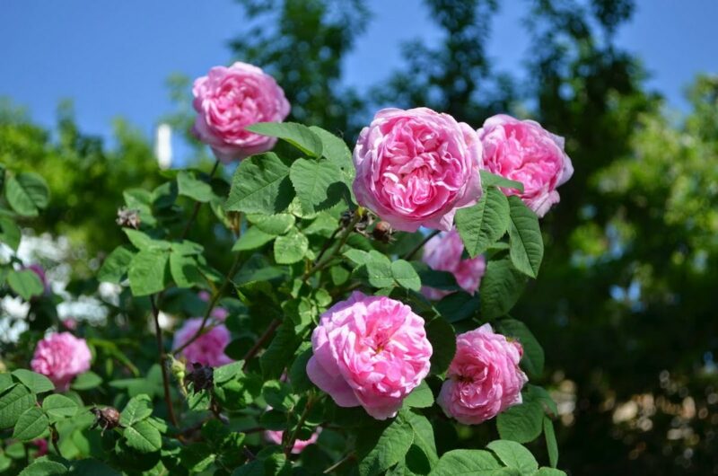 отличние цветов шиповника от розы