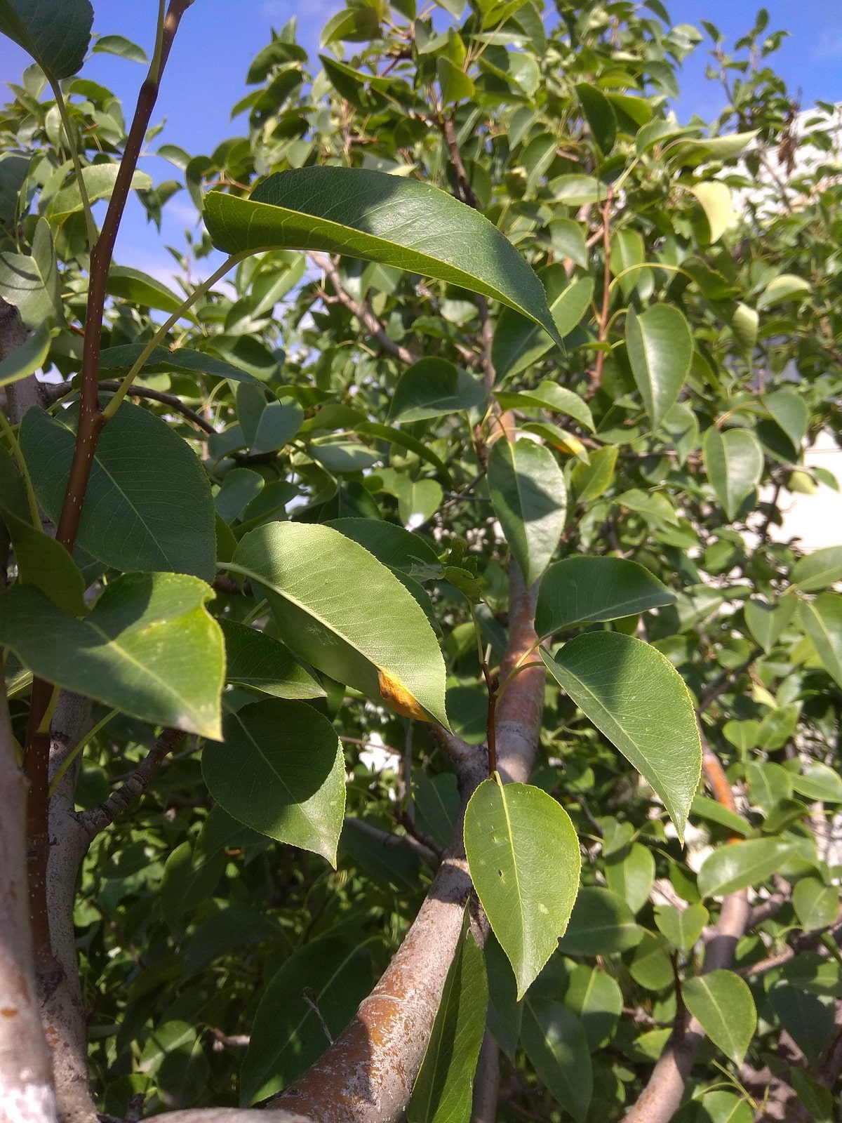 Болезни и вредители персикового дерева