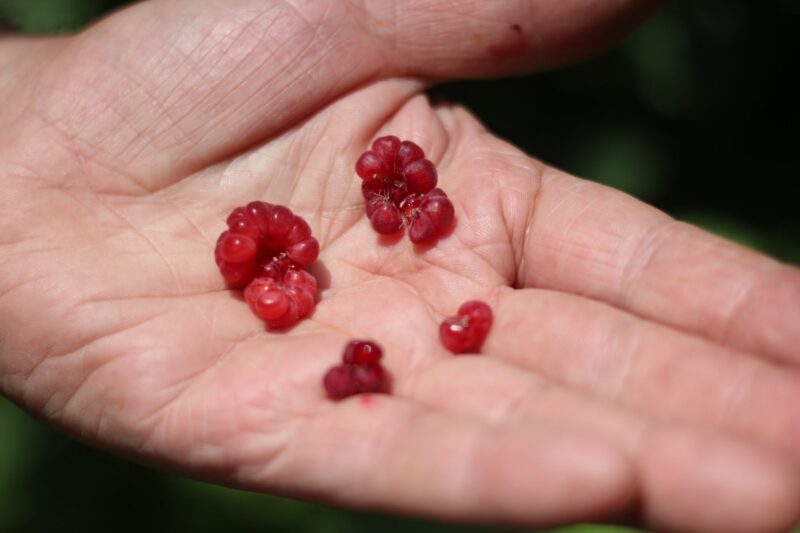 рассыпаются на крупинки ягоды малины при плохой агротехнике