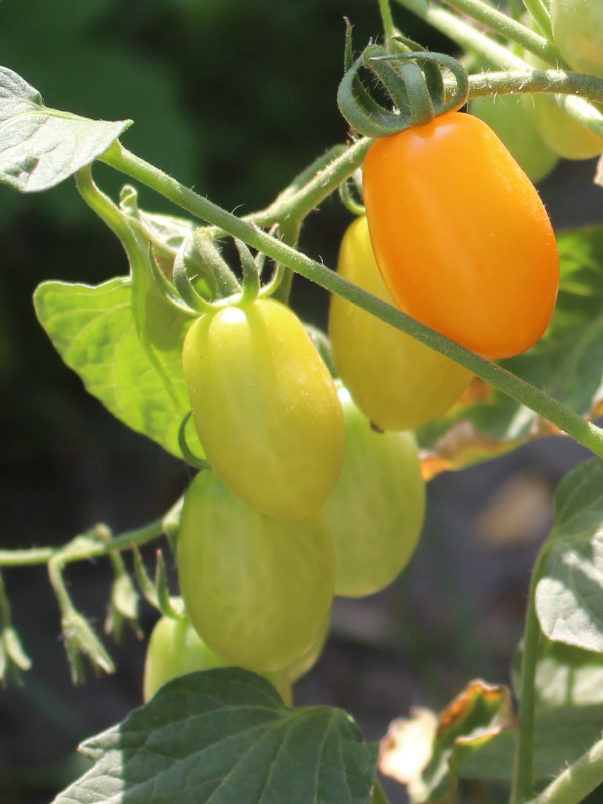 Август — тяжелое время для томатов: 2 способа помогут уберечь дозревающие плоды и защитят от грибка