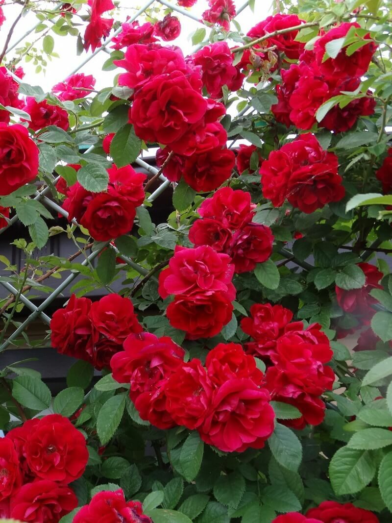 Темно-красная ароматная роза Амадеус