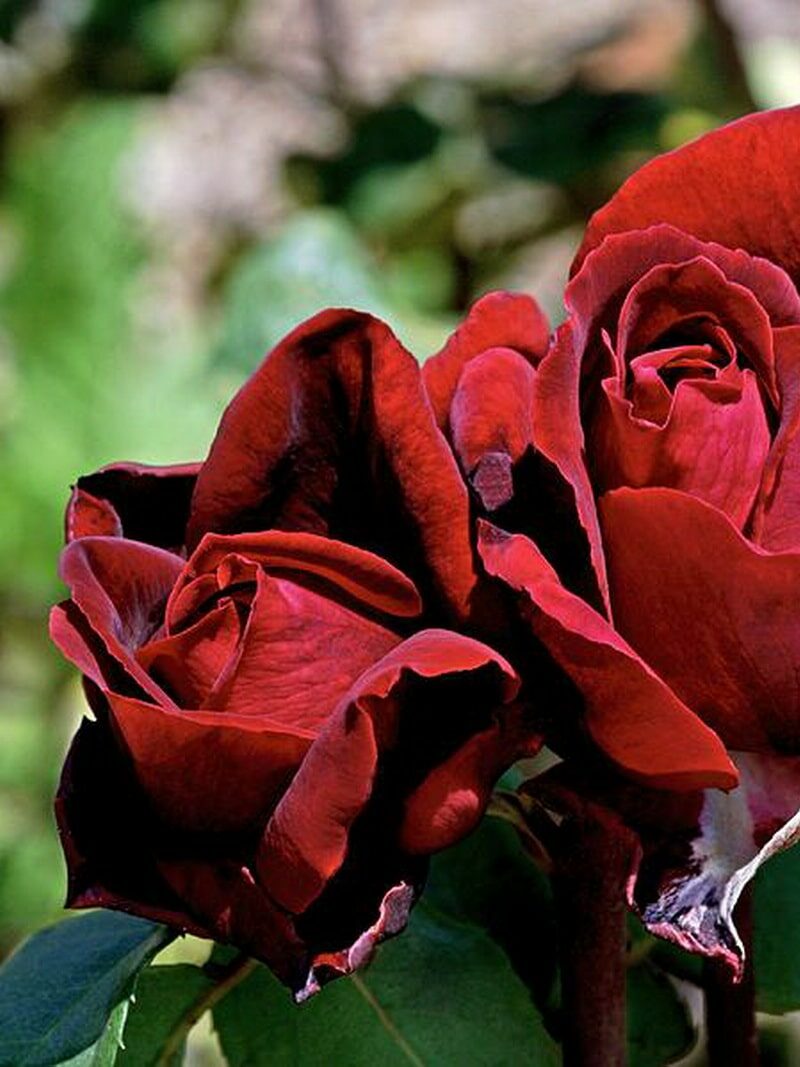 ароматная роза Ботеро с малиново-красными цветками