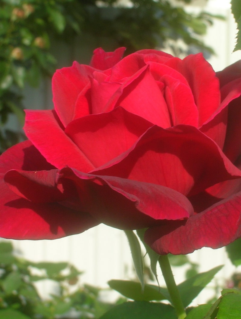 бархатно-красный оттенок розы Крайслер Империал