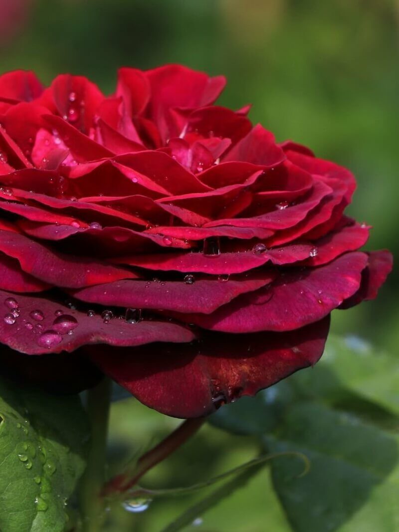 черно вишневая роза Астрид Графин фон Харденберг