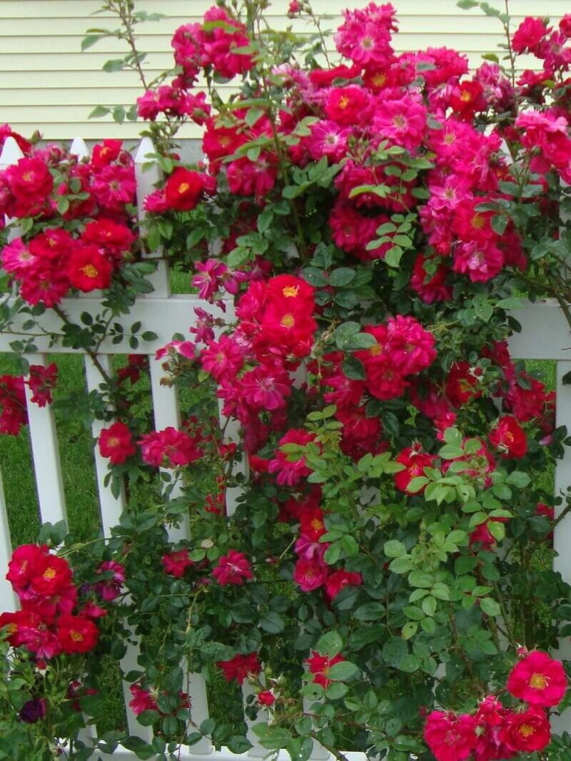 красно-розовая роза Генри Келси