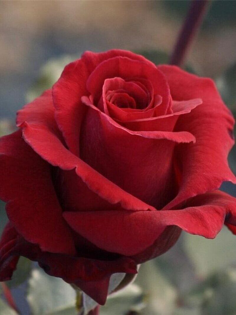 малиново-красный цвет розы Асьенда