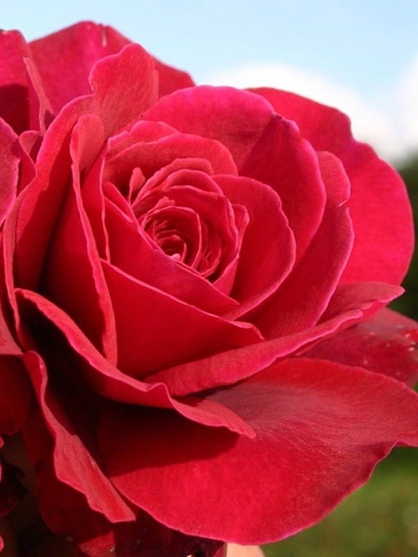 чайно гибридная красная роза Bellevue 
