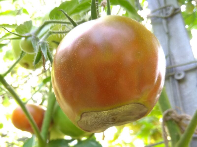 проявление дефицита кальция на томатах - вершинная гниль