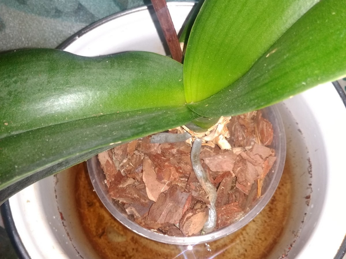 9 - пересаженные экземпляры орхидеи помещают в воду