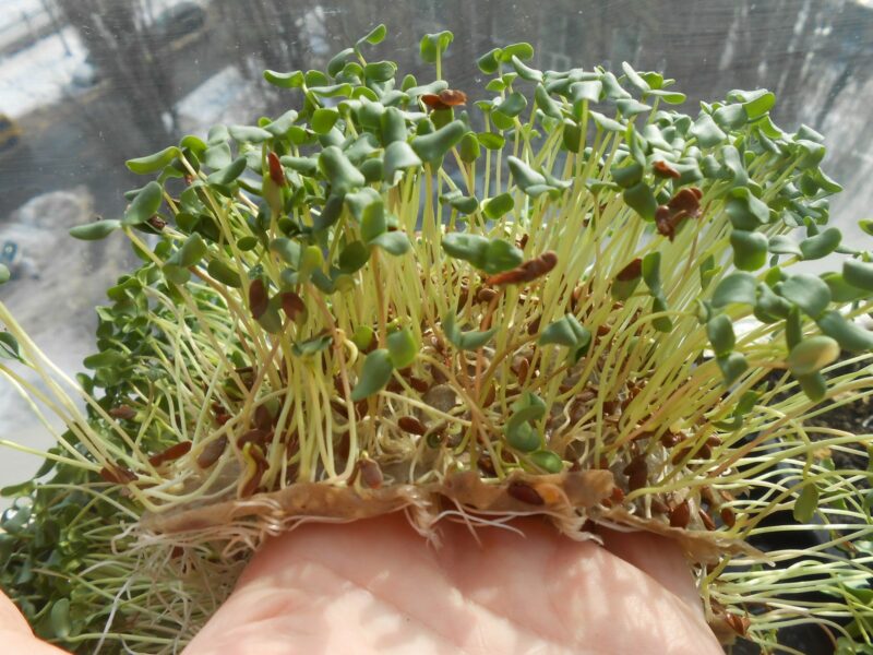 микрозелень на подоконнике выращивание из зерен