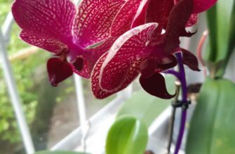 пересадка орхидеи в домашних условиях пошагово с фото
