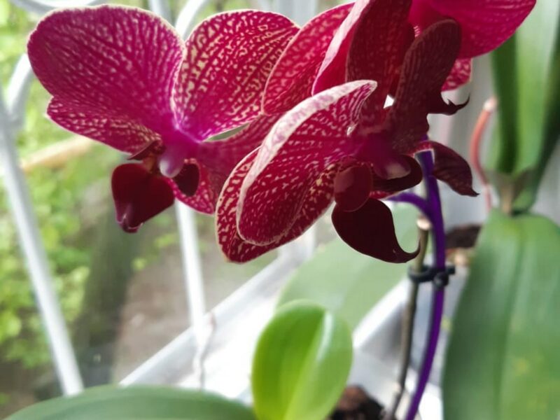 пересадка орхидеи в домашних условиях пошагово с фото
