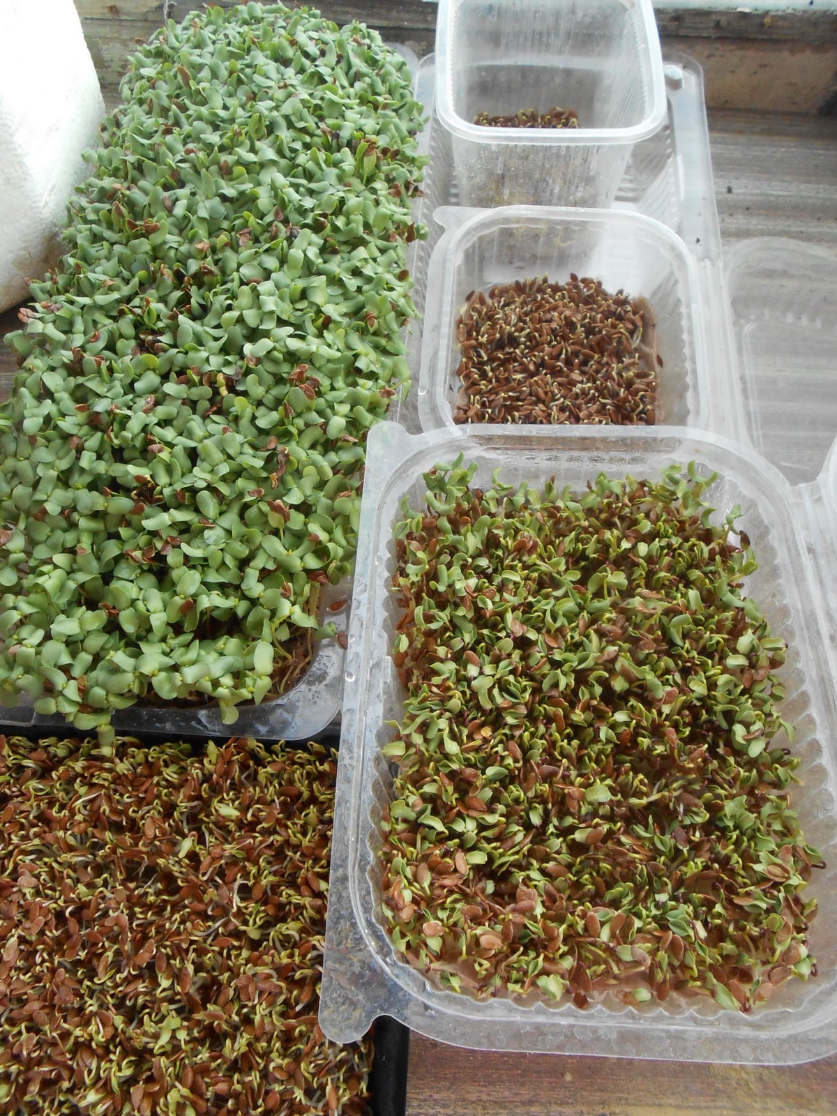 выращивание микрозелени на подоконнике