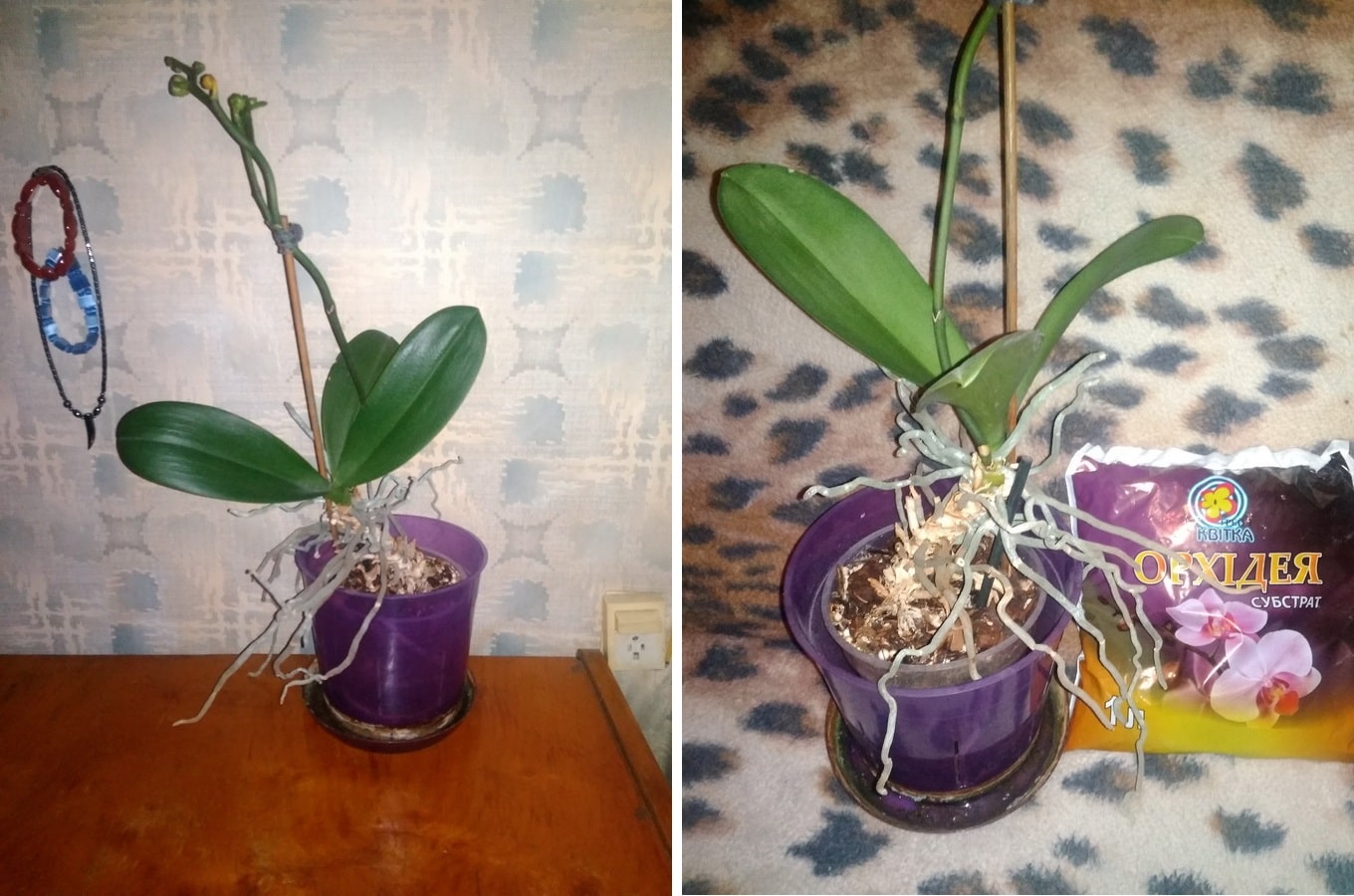орхидеи подкормка для цветения в домашних условиях