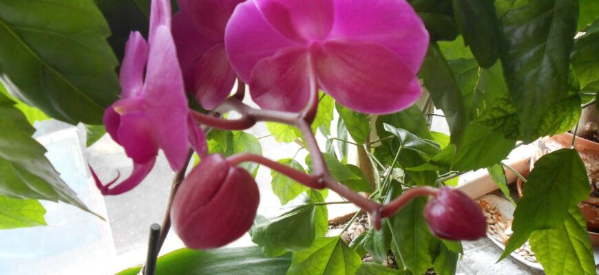 подкормка для орхидей в домашних условиях