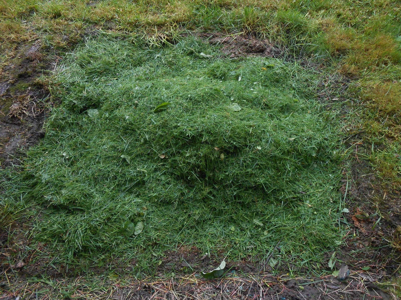 подсушивание скошенной травы перед мульчированием