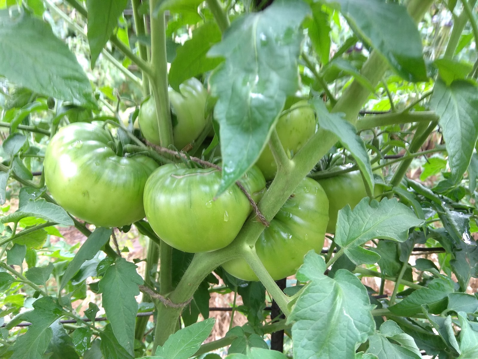посадить после помидоров можно всё кроме пасленовых