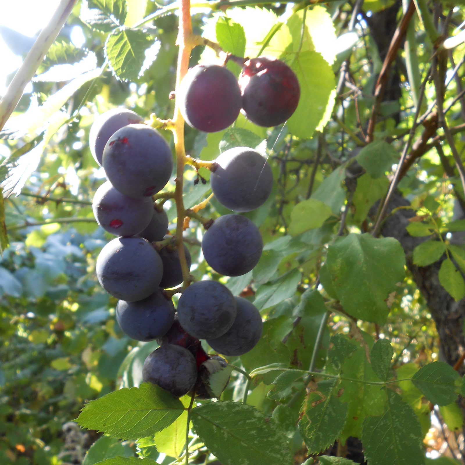 особеннсоть сорта - рыхлая кисть винограда