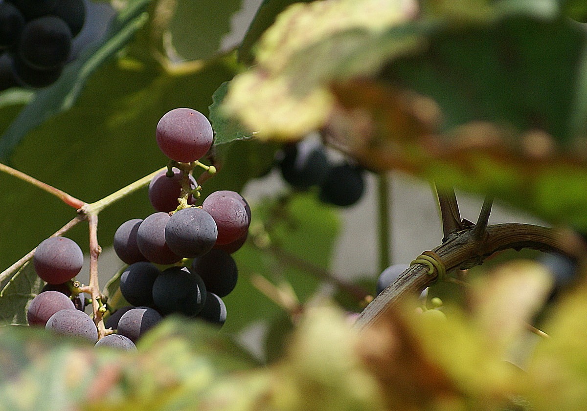 созревание грозди