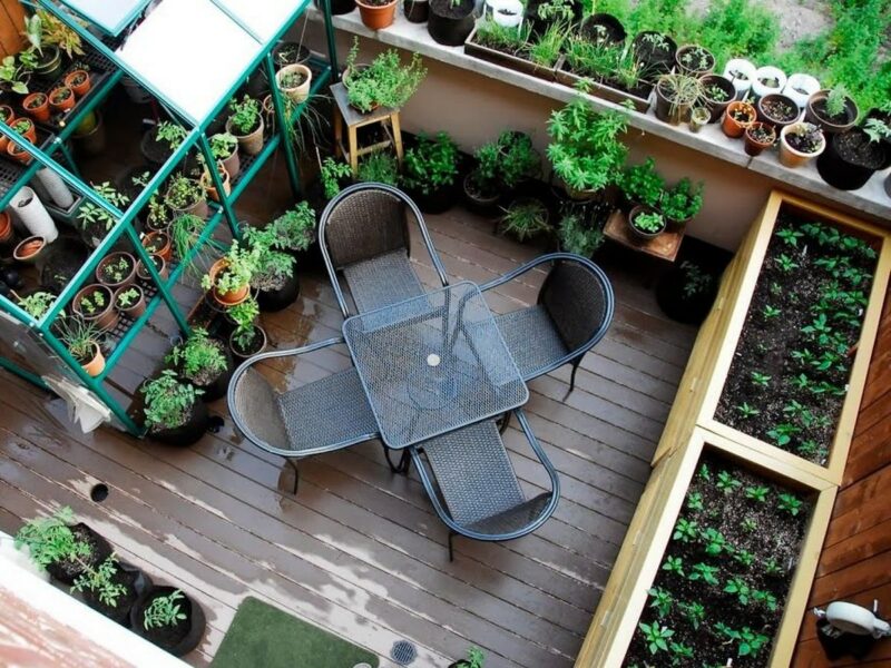 огород на балконе для начинающих