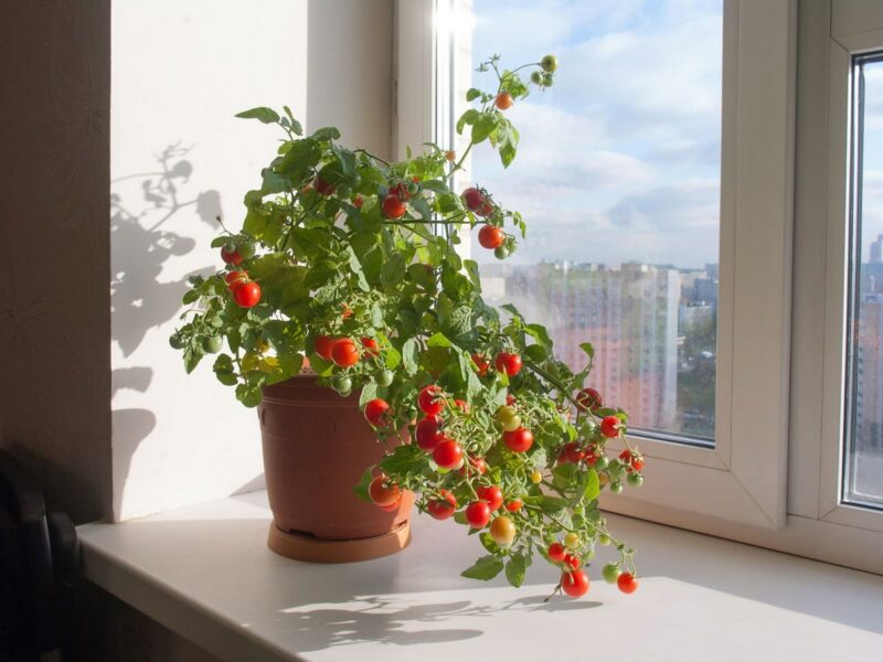 сорта томатов для балкона и подоконника