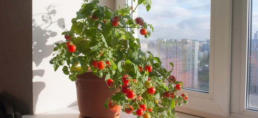 сорта томатов для балкона и подоконника